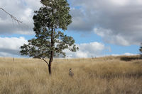 Kangaroos enjoy the warmth